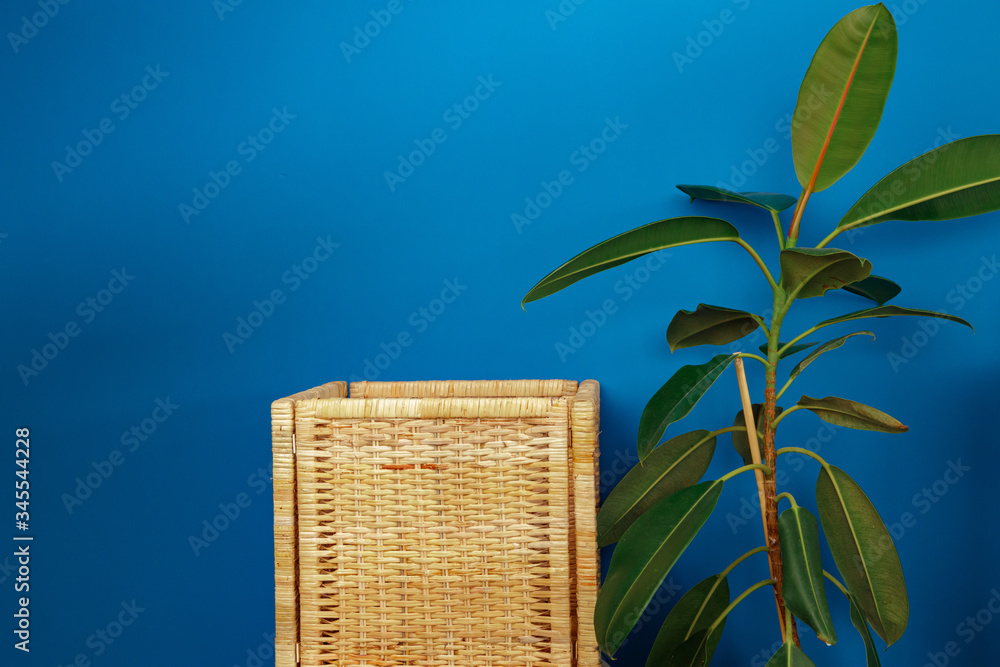 Sticker Ficus plant with wooden storage box against blue background, house interior