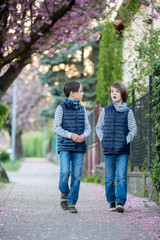 Fototapeta premium Children, playing on the street with blooming pink cherry trees on sunset