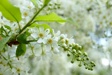 Białe kwiaty czeremchy, kwitnące wiosną