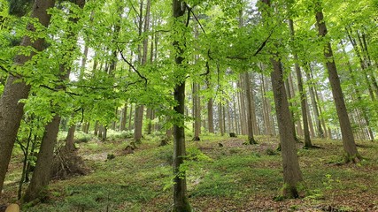 Natur Wald Landschaft Leben Gedeihen 