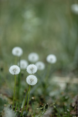 dandelions in the grass