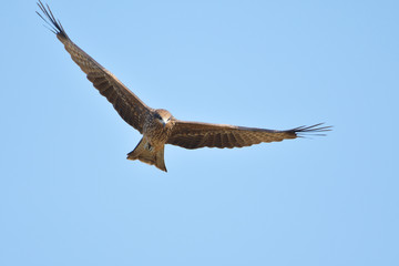 black kite hawk of Thailand