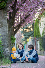 Fototapeta na wymiar Children, playing on the street with blooming pink cherry trees on sunset