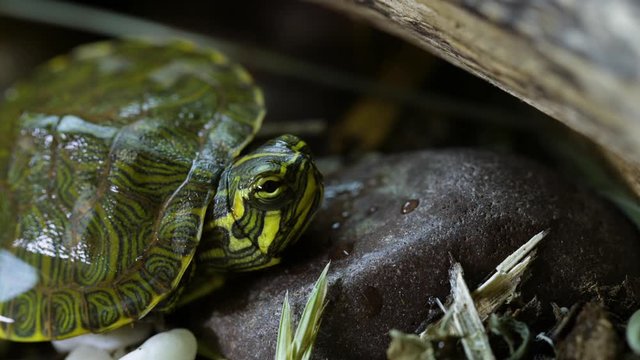 Young, Yellow-bellied slider turtle looking around near a garden during Spring. Very close. Clip A.