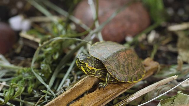 Very young, Yellow-bellied slider turtle crawling through weeds during Spring. Closeup.