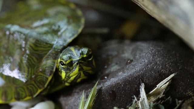 Young, Yellow-bellied slider turtle looking around near a garden during Spring. Very close. Clip B.