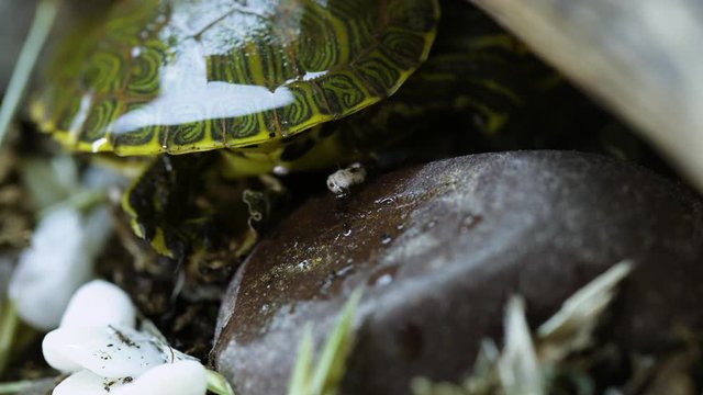 Very small, Yellow-bellied slider turtle trying to hide near a garden during Spring. Very close.