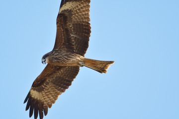 black kite hawk of Thailand
