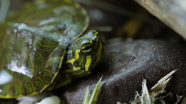 Young, Yellow-bellied slider turtle looking around near a garden during Spring. Very close. Clip D.