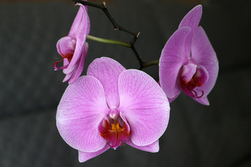 Naklejka na ściany i meble Doritaenopsis dorado, a variety of pink moth orchid