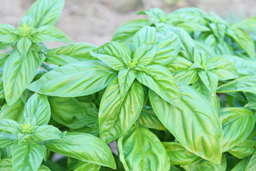バジル畑