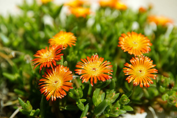 yellow flowers in the garden