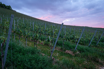 Obraz premium Vineyard in dawn violet sky