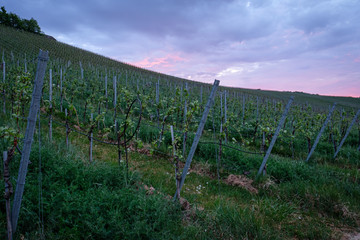 Vineyard in dawn violet sky