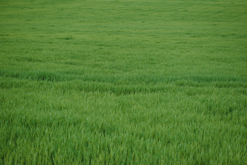 young wheat field is a picturesque