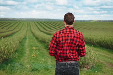 young farmer inspects currant field. The concept of fruit and berry farming