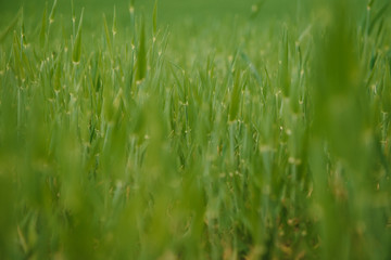 young wheat field is a picturesque
