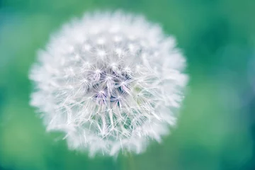 Foto auf Leinwand Closeup of white fluffy dandelion © samopauser