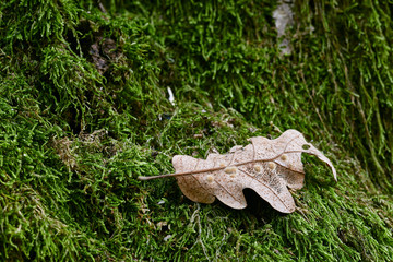 leaf and moss