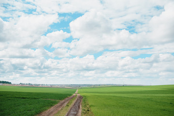 young wheat field is a picturesque