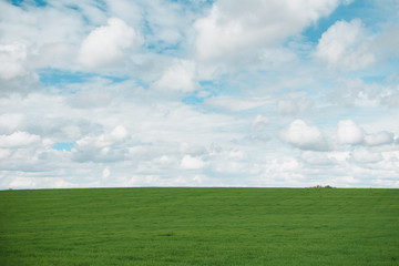 young wheat field is a picturesque