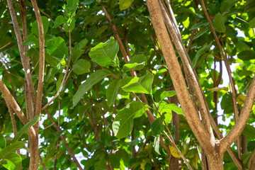 Chestnut tree in garden .