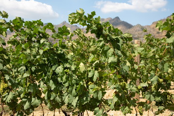 Fototapeta na wymiar grapes farm growth for making wine on mountain .
