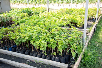 cultivation baby grape in garden .