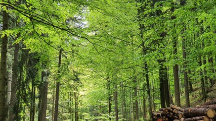 Natur Wald Landschaft Leben Gedeihen 
