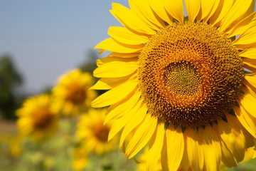 Fototapeta premium close up yellow sunflower in field .