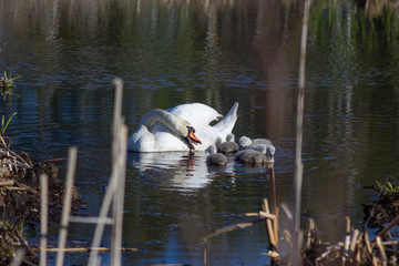 Swan wth children in the spring river