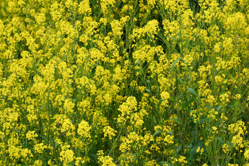 Obraz premium beautiful yellow flower on the park