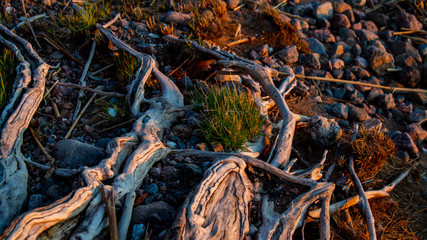 Tree roots on the beach in the sunset, grass in the roots.
