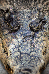 Fototapeta premium Close-up portrait of crocodile's face