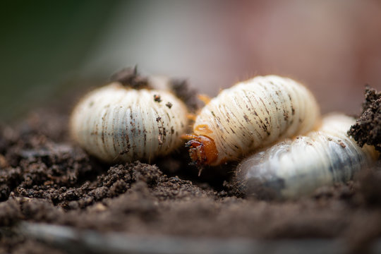 fleischige Engerlinge, K&auml;ferlarven des Rosenk&auml;fers, N&uuml;tzlinge im Kompost, Close up und selektive Sch&auml;rfe