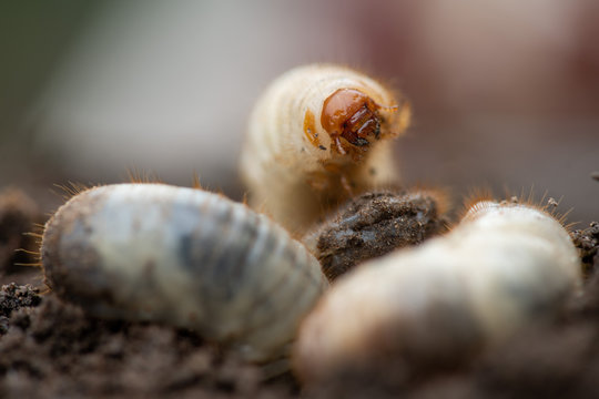 fleischige Engerlinge, K&auml;ferlarven des Rosenk&auml;fers, N&uuml;tzlinge im Kompost, Close up und selektive Sch&auml;rfe