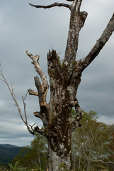 一本の枯れ木　寂しい風景