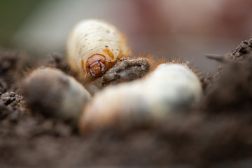 fleischige Engerlinge, Käferlarven des Rosenkäfers, Nützlinge im Kompost, Close up und selektive Schärfe