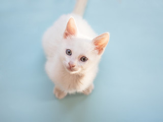 Top view of white kitten sitting on blue background.