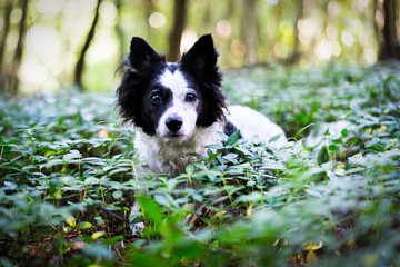 Discover the forest with your dog
