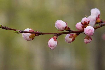 pink apricot blossom