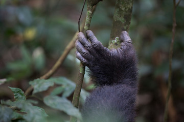 Obraz premium Portrait of wild chimpanzee primate