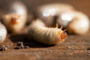 fleischige Engerlinge, Käferlarven des Rosenkäfers, Nützlinge im Kompost, Close up und selektive Schärfe