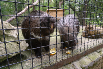 porcupines