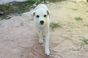 golden retriever dog