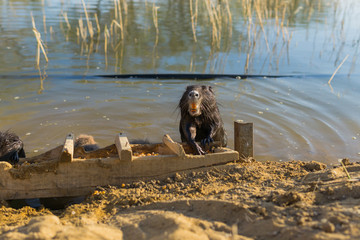 nutria