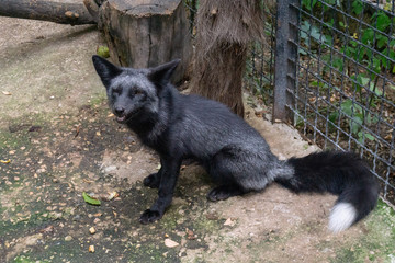 black fox