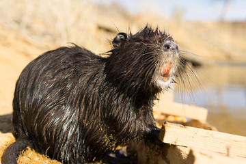 nutria