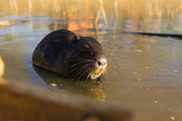 nutria