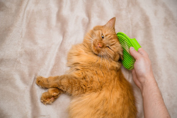 combing out a red cat. happy cat during combing lies